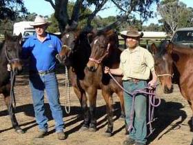 Coffin Bay Brumby Preservation Society Incorporated - Accommodation in Surfers Paradise 0
