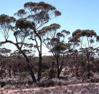 Clements Gap Conservation Park - Accommodation in Surfers Paradise