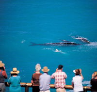 Whale Watching At Head Of Bight - Accommodation in Surfers Paradise