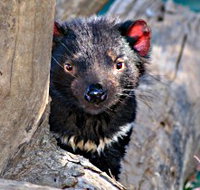 Trowunna Wildlife Sanctuary - Accommodation in Surfers Paradise