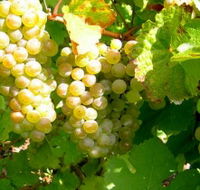 Winstead Vineyard - Accommodation in Surfers Paradise