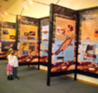 Platypus Experience - Accommodation in Surfers Paradise