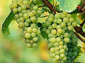 TP Vineyards - Accommodation in Surfers Paradise 0