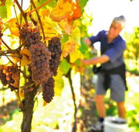 Native Point Wines - Accommodation in Surfers Paradise