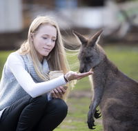 Bonorong Wildlife Sanctuary - Accommodation in Surfers Paradise
