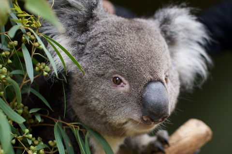 Bonorong Wildlife Sanctuary - Accommodation in Surfers Paradise 3