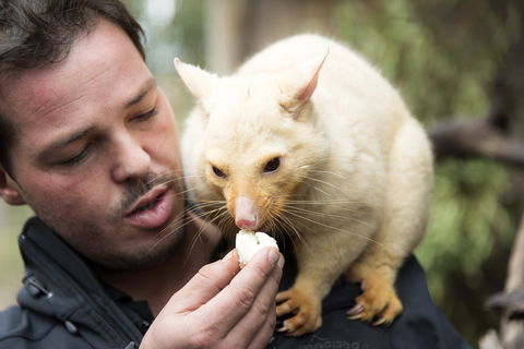 Bonorong Wildlife Sanctuary - Accommodation in Surfers Paradise 4