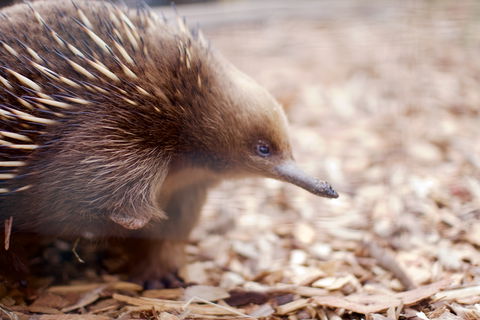Bonorong Wildlife Sanctuary - Accommodation in Surfers Paradise 5
