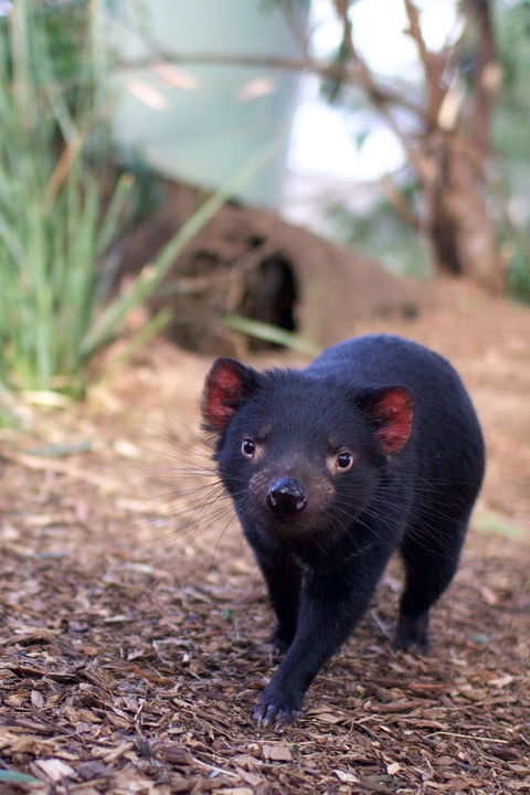 Bonorong Wildlife Sanctuary - Accommodation in Surfers Paradise 7
