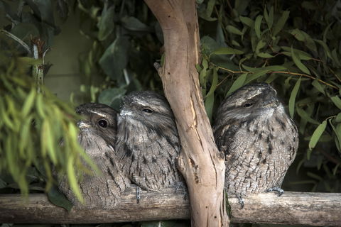 Bonorong Wildlife Sanctuary - Accommodation in Surfers Paradise 8