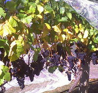 Palmara Vineyard - Accommodation in Surfers Paradise