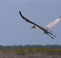 Gayngaru Wetlands Interpretive Walk - Accommodation in Surfers Paradise