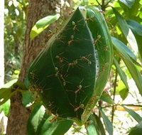 Greenant Creek Walk - Accommodation in Surfers Paradise