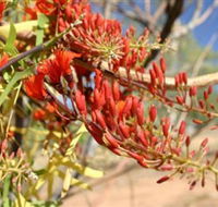 Olive Pink Botanic Garden - Accommodation in Surfers Paradise