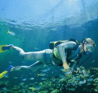 Kirra Reef Dive Site - Accommodation in Surfers Paradise