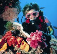 Nine Mile Reef Dive Site - Accommodation in Surfers Paradise