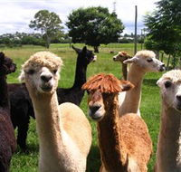 Banyandah Alpacas - Accommodation in Surfers Paradise