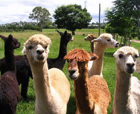 Banyandah Alpacas - Accommodation in Surfers Paradise 0