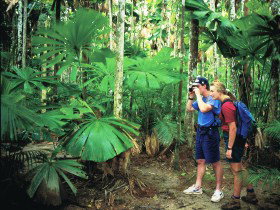 Mount Sorrow Ridge Trail, Daintree National Park - Accommodation in Surfers Paradise 0