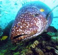 Lady Musgrave Island Dive Sites - Accommodation in Surfers Paradise