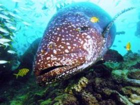 Lady Musgrave Island Dive Sites - Accommodation in Surfers Paradise 0