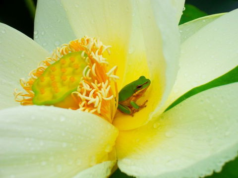 Brisbane Botanic Gardens Mount Coot-tha - Accommodation in Surfers Paradise 7