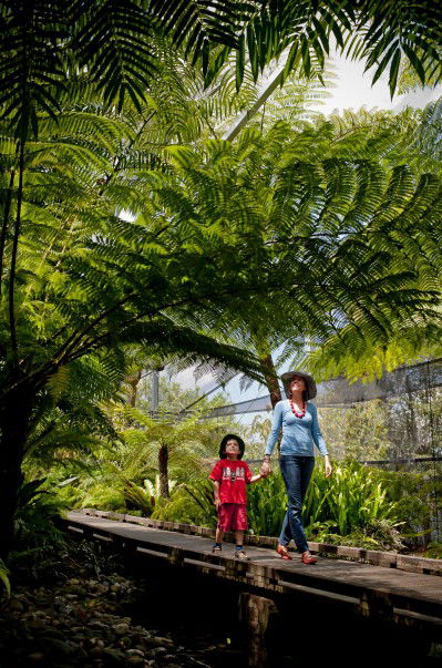 Brisbane Botanic Gardens Mount Coot-tha - Accommodation in Surfers Paradise 8