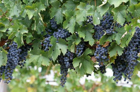 South Burnett Wine Trail - Accommodation in Surfers Paradise 0
