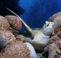 Light House Bommie Dive Site - Accommodation in Surfers Paradise