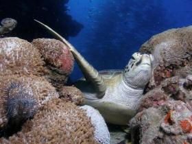 Light House Bommie Dive Site - Accommodation in Surfers Paradise 0