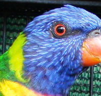 Fraser Coast Wildlife Sanctuary - Accommodation in Surfers Paradise