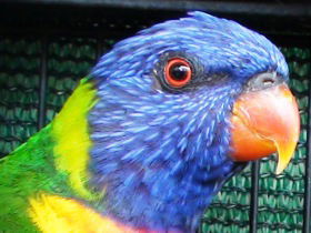 Fraser Coast Wildlife Sanctuary - Accommodation in Surfers Paradise 0
