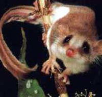 Carrowong Fauna Sanctuary - Accommodation in Surfers Paradise