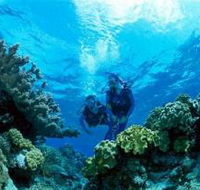 Coral Gardens Dive Site - Accommodation in Surfers Paradise