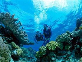 Coral Gardens Dive Site - Accommodation in Surfers Paradise 0