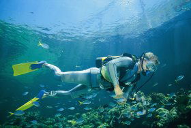 Manta Ray Bommie Dive Site - Accommodation in Surfers Paradise 0