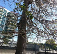 The Leichhardt Tree - Accommodation in Surfers Paradise