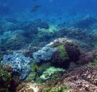 Hoffman's Rocks Dive Site - Accommodation in Surfers Paradise