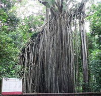 Curtain Fig National Park - Accommodation in Surfers Paradise