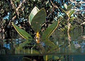 Jawbone Marine Sanctuary - Accommodation in Surfers Paradise 0
