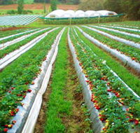 Kookaberry Strawberry Farm - Accommodation in Surfers Paradise