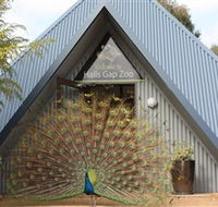 Halls Gap Zoo - Accommodation in Surfers Paradise