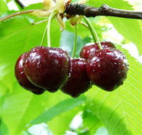 Red Hill Cherry Farm - Accommodation in Surfers Paradise
