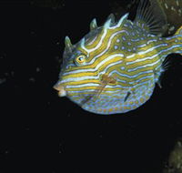 Mushroom Reef Marine Sanctuary - Accommodation in Surfers Paradise