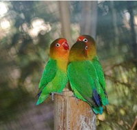 Ballarat Bird World - Accommodation in Surfers Paradise