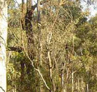 Warby-Ovens National Park - Accommodation in Surfers Paradise