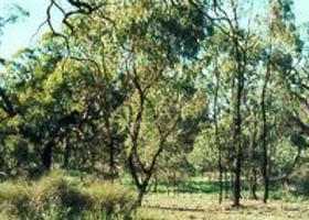 Leaghur State Park - Accommodation in Surfers Paradise 0