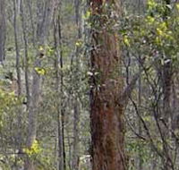 Heathcote-Graytown National Park - Accommodation in Surfers Paradise