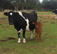 Animal Land Children's Farm - Accommodation in Surfers Paradise
