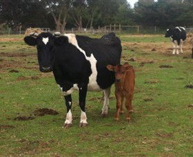 Animal Land Children's Farm - Accommodation in Surfers Paradise 0